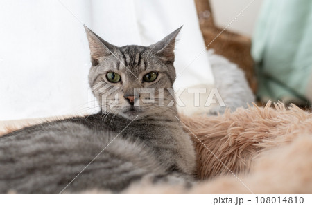 見つめる猫 サバトラ猫 見つめる猫 サバトラ猫 108014810