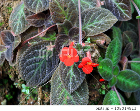 Red Episcia flowers blooming and dark leaves. Red Episcia flowers blooming and dark leaves. 108014913