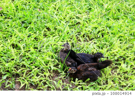 Black chickens and green grass. Black chickens and green grass. 108014914