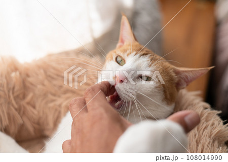 手を噛む猫 茶トラ白 手を噛む猫 茶トラ白 108014990