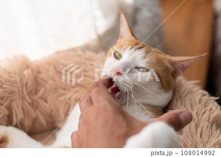 手を噛む猫　茶トラ白 108014992