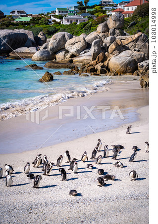 Boulders Beach Penguin colony in Cape Town, South Africa Boulders Beach Penguin colony in Cape Town, South Africa 108014998