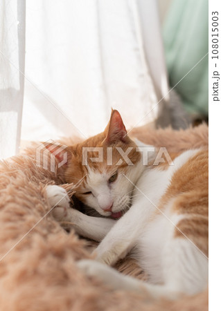 毛繕いをする猫 茶トラ白 毛繕いをする猫 茶トラ白 108015003