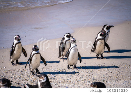 Boulders Beach Penguin colony in Cape Town, South Africa 108015030