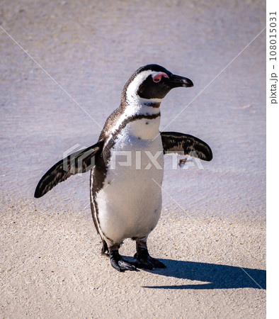 Boulders Beach Penguin colony in Cape Town, South Africa 108015031