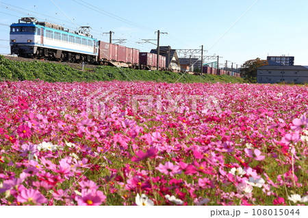 コスモスとJR貨物のEF81形450番台 コスモスとJR貨物のEF81形450番台 108015044