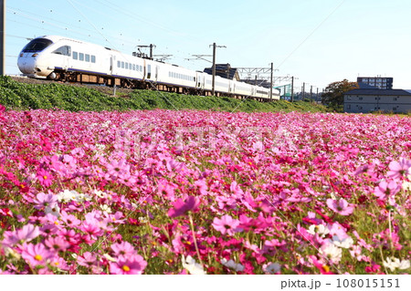 コスモスとJR九州の特急列車・885系・ソニック 108015151