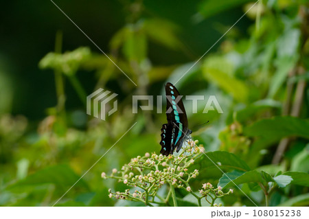 ブドウ科ヤブガラシ訪花昆虫アゲハチョウ科アオスジアゲハ 108015238