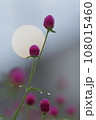 千日紅と雨上がりの水滴 108015460