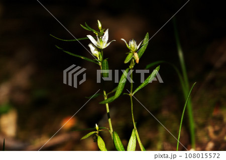薬草リンドウ科センブリの花 薬草リンドウ科センブリの花 108015572