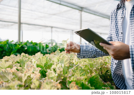 Close up of a woman hands gardening lettuce in farm  . 108015817