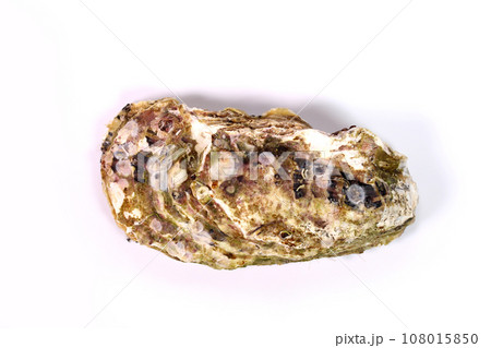 白背景の牡蠣 白背景の牡蠣 108015850