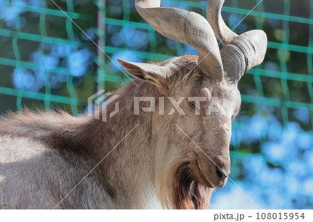 マーコール 108015954