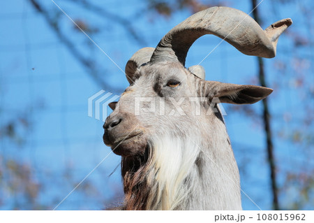 マーコール 108015962