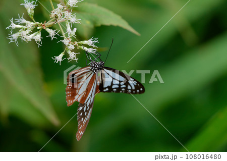 旅する蝶タテハチョウ科アサギマダラ♂の吸蜜 108016480