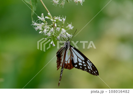 旅する蝶タテハチョウ科アサギマダラ♂の吸蜜 108016482