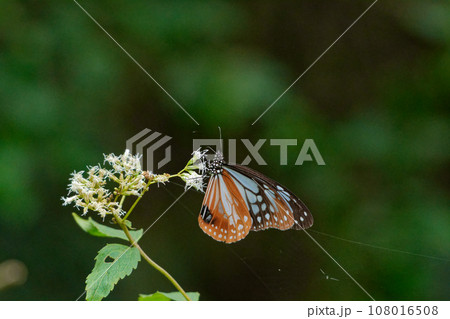 旅する蝶タテハチョウ科アサギマダラ♂の吸蜜 108016508