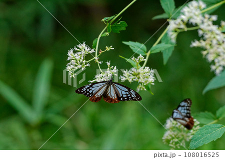 旅する蝶タテハチョウ科アサギマダラ♂の吸蜜 108016525