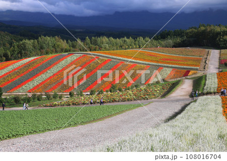 四季彩の丘(北海道・上川郡美瑛町) 四季彩の丘(北海道・上川郡美瑛町) 108016704