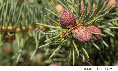 Small unripe spruce cones on a tree, macro photography,background Small unripe spruce cones on a tree, macro photography,background 108016951