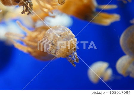 水族館のクラゲの群れを泳ぐ 水族館のクラゲの群れを泳ぐ 108017094