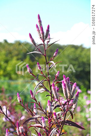 ノゲイトウ（野鶏頭） 108017274