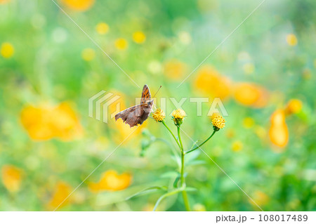 お花畑で花の蜜を吸うキタテハ 108017489