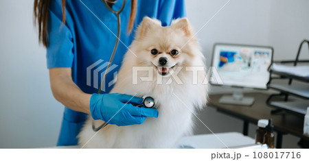 Veterinarian doctor and Pomeranian puppy at veterinary ambulance. 108017716