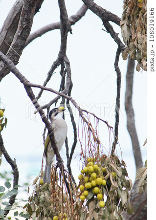 採餌 フルーツ 果物 108019166