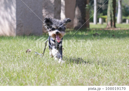 犬 狗 わんこ 108019170