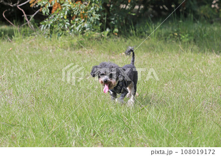 犬 狗 わんこ 108019172