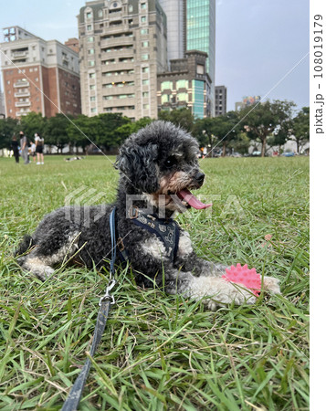 球 玉 ボール 108019179