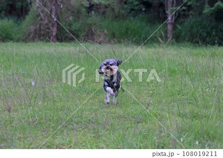 犬 狗 わんこ 108019211