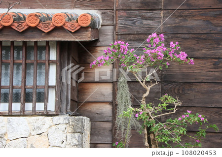 首里城下、ブーゲンビリア、冬の風景　 108020453