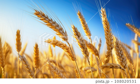 Golden ears of wheat against the blue sky and...のイラスト素材 [108020531] - PIXTA
