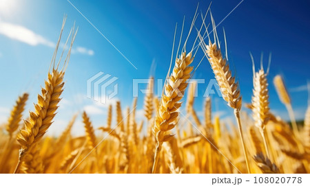 Golden ears of wheat against the blue sky and...のイラスト素材 [108020778] - PIXTA