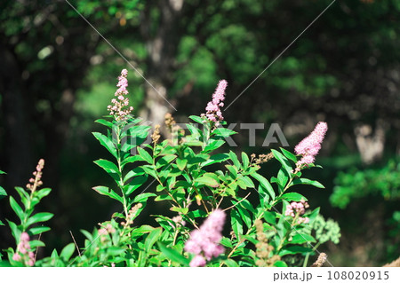 夏の奥日光戦場ヶ原に咲くホザキシモツケ 108020915