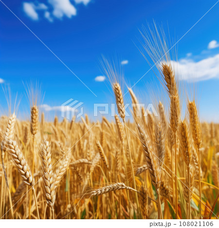 Golden ears of wheat against the blue sky and...のイラスト素材 [108021106] - PIXTA