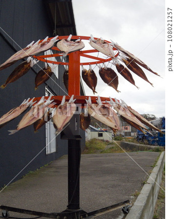 回転式魚干し機で回るホッケの開きの写真素材 [108021257] - PIXTA