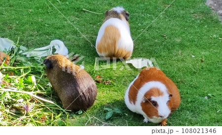 Fluffy Guinea Pig Charm 108021346