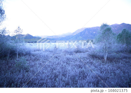 早朝の霜で白い戦場ヶ原 早朝の霜で白い戦場ヶ原 108021375
