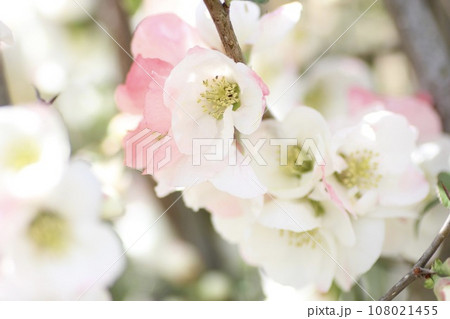 ピンクのボケの花 ピンクのボケの花 108021455