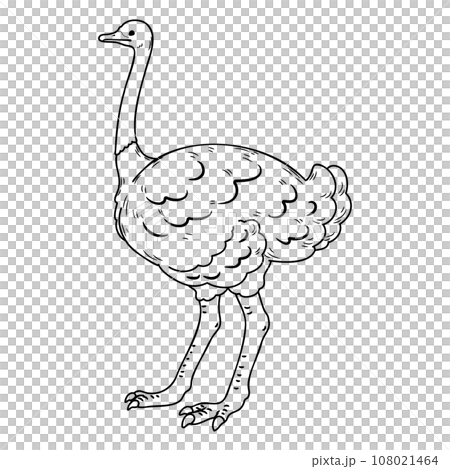 簡單可愛的鴕鳥手繪插畫(僅限線描) 簡單可愛的鴕鳥手繪插畫(僅限線描) 108021464