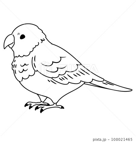 シンプルで可愛いインコの手描きのイラスト　線画のみ 108021465