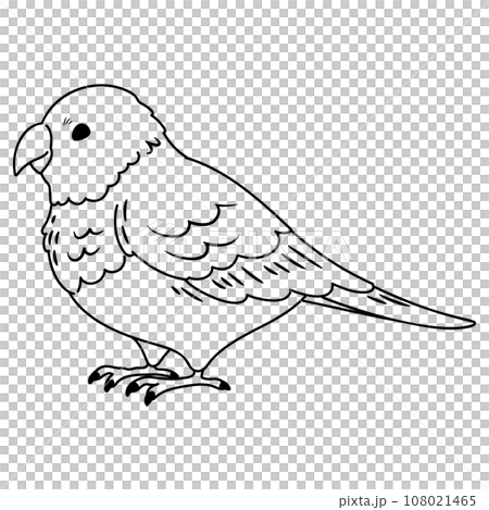 シンプルで可愛いインコの手描きのイラスト　線画のみ 108021465