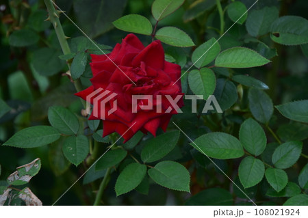 赤いバラ 神代植物公園秋のバラフェスタ 108021924