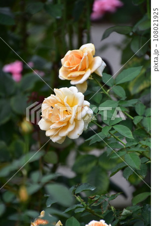 黄色いバラ 神代植物公園秋のバラフェスタ 黄色いバラ 神代植物公園秋のバラフェスタ 108021925