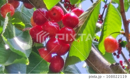 Cherry tree 108022119