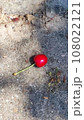 Cherry on the ground 108022121