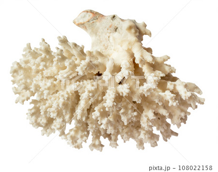 dried white coral branch isolated on white 108022158
